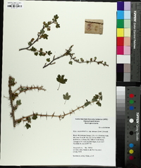 Ribes oxycanthoides image