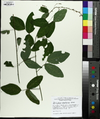 Desmodium perplexum image