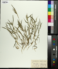 Urochloa ciliatissima image