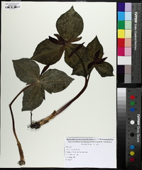 Trillium cuneatum image