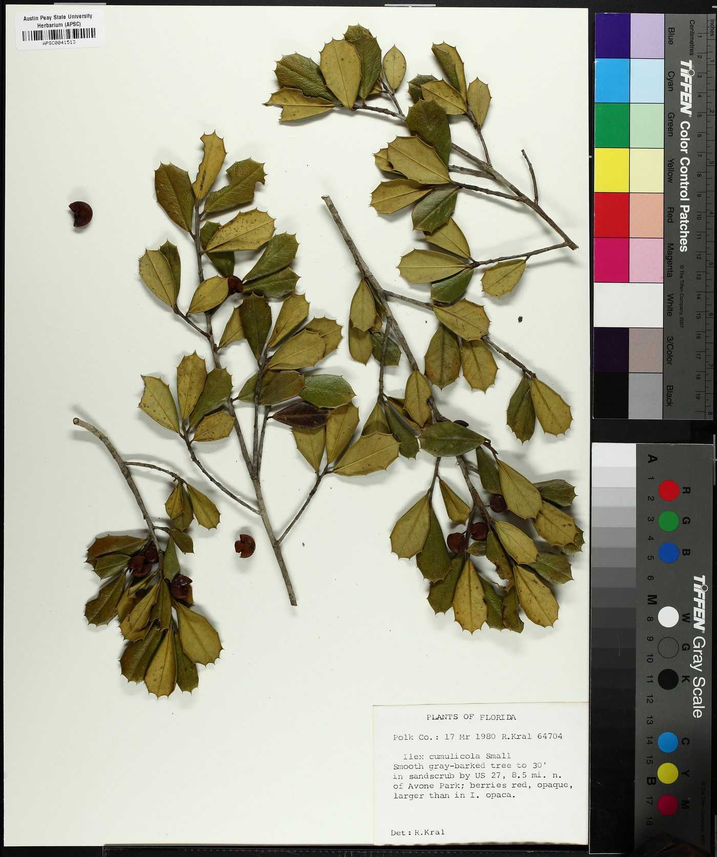 Ilex arenicola image