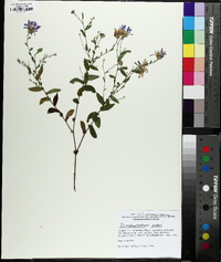 Symphyotrichum patens image