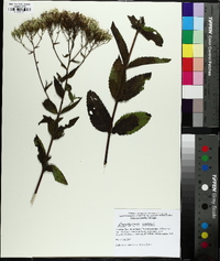 Eupatorium album image