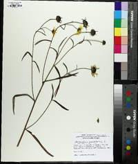 Helianthus angustifolius image