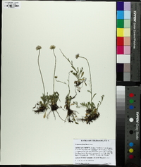 Erigeron flagellaris image