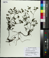 Bidens discoidea image