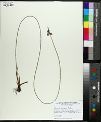 Juncus coriaceus image
