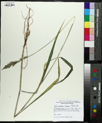 Echinochloa colona image