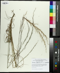 Aristida purpurascens image