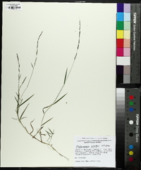 Muhlenbergia schreberi image