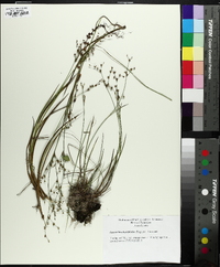 Juncus brachycephalus image