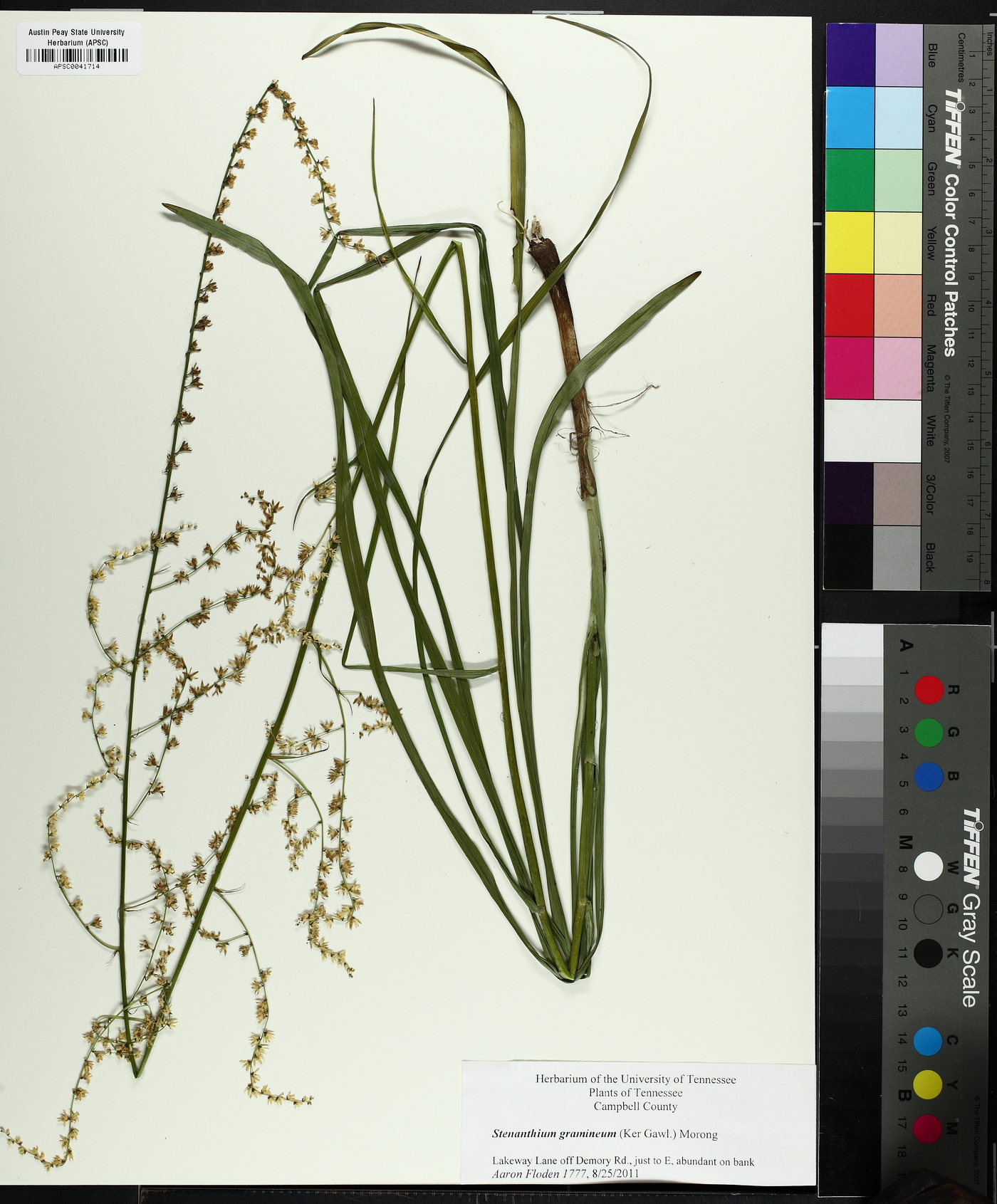 Stenanthium gramineum image