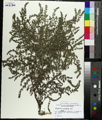 Euphorbia prostrata image