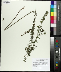 Lespedeza virginica image