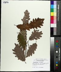 Quercus × saulii image