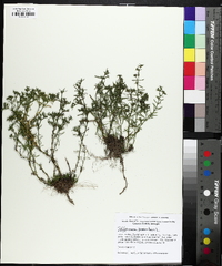 Polypremum procumbens image