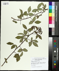 Rubus trivialis image