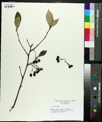 Aronia × prunifolia image