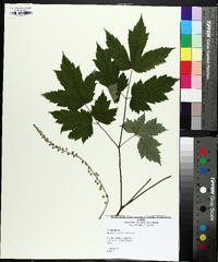 Actaea racemosa image