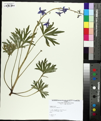 Delphinium tricorne image