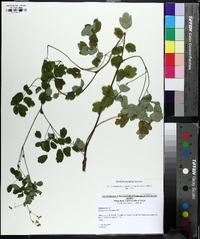 Thalictrum pubescens image