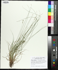 Carex texensis image