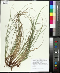 Carex reznicekii image