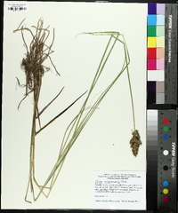 Carex oklahomensis image