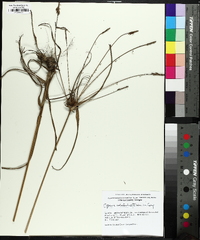 Cyperus retrofractus image