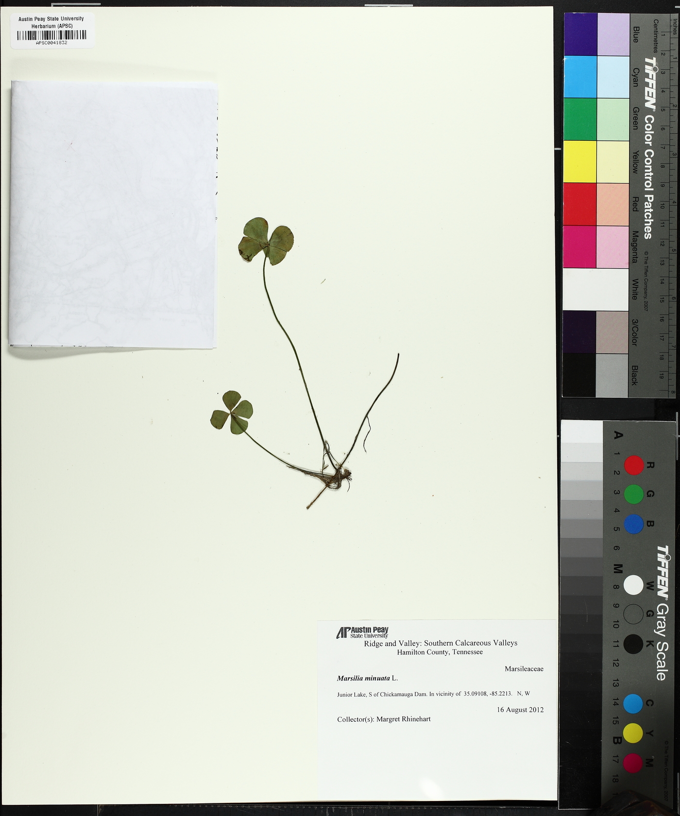 Marsilea quadrifolia image