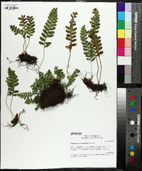 Polypodium saximontanum image