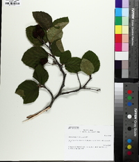 Alnus crispa image