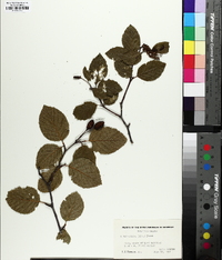 Alnus crispa image