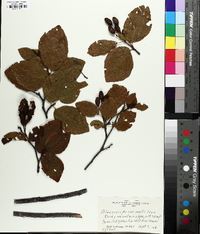 Alnus crispa image