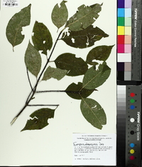 Euonymus atropurpureus image