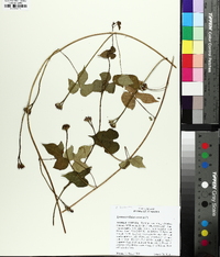 Ipomoea leucantha image