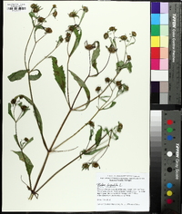 Bidens connata image