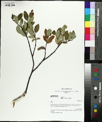 Salix planifolia image