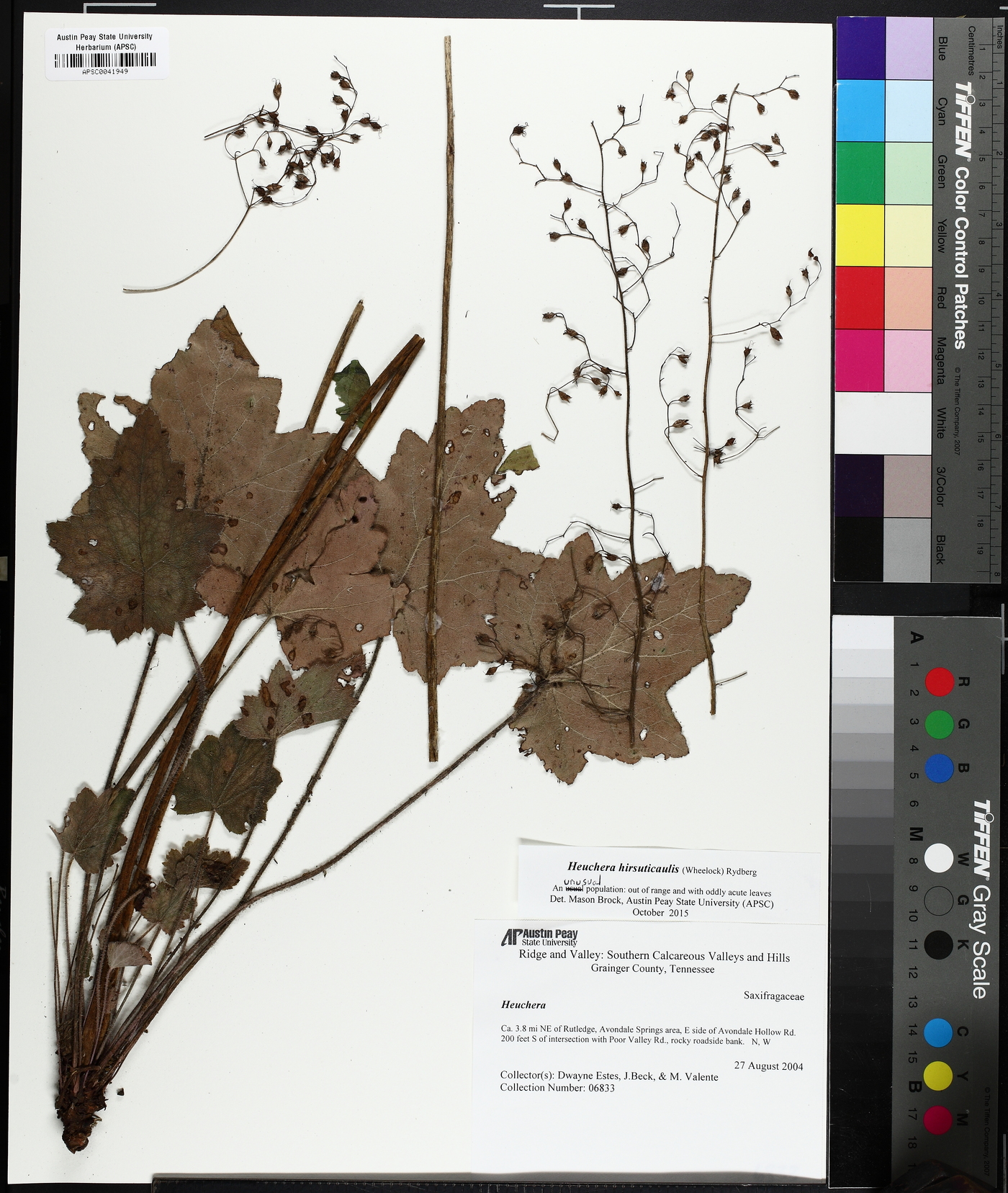 Heuchera hirsuticaulis image