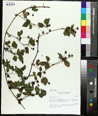 Rubus flagellaris image