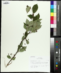 Aronia melanocarpa image