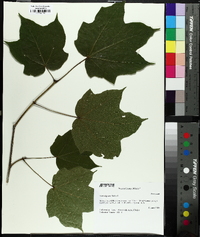 Acer nigrum image