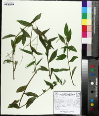 Ludwigia decurrens image