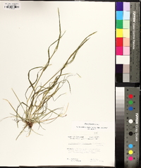 Poa sylvestris image