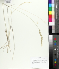 Sphenopholis filiformis image