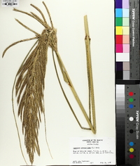 Spartina cynosuroides image