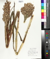 Sorghum bicolor image