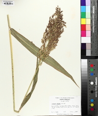 Sorghum bicolor image