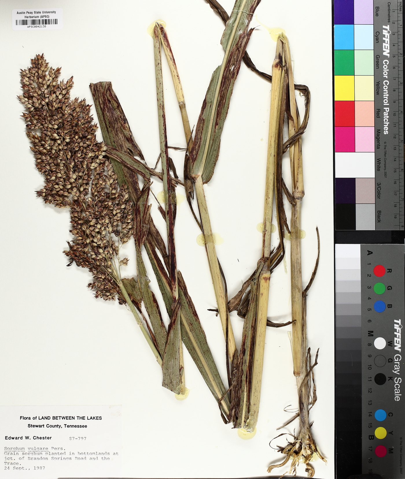 Sorghum bicolor subsp. bicolor image