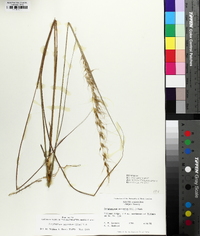 Sorghastrum secundum image